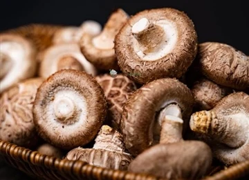 Lze extrakt z houby shiitake použít v biopesticidu &?
